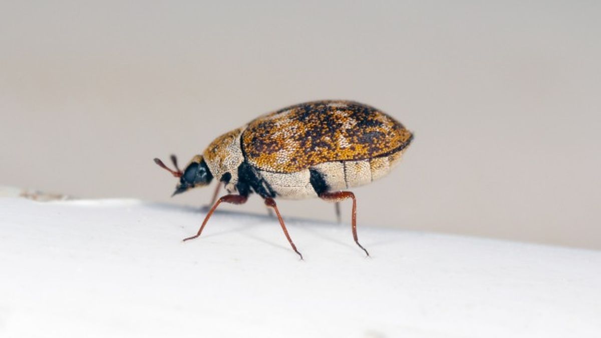escarabajado de la alfombra como eliminar plaga hogar