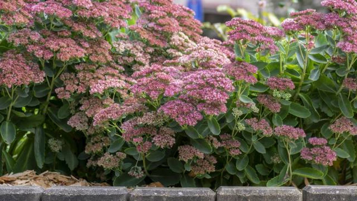 sedum spectabile sedum de otono
