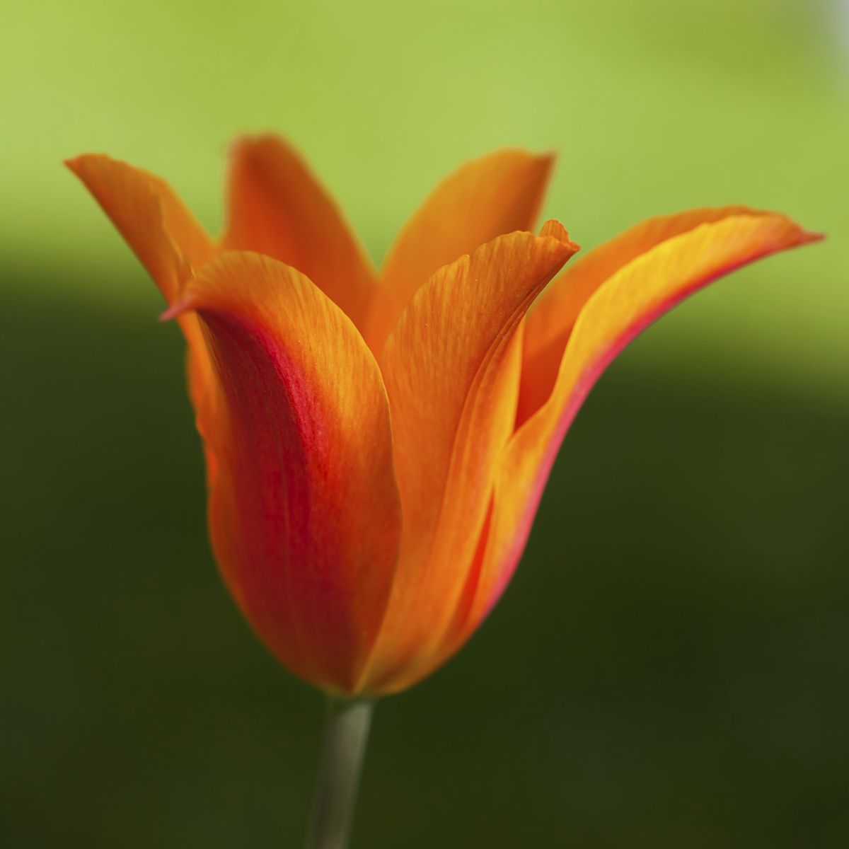 Tulipan ballerina