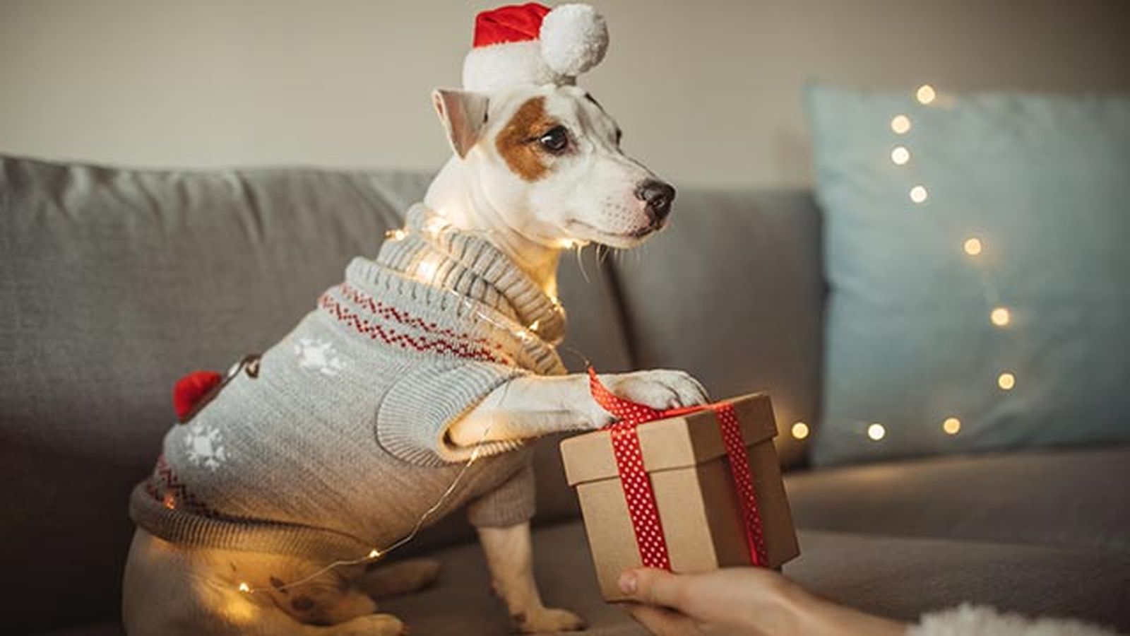 regalos perros navidad 6 regalos perros navidad 6