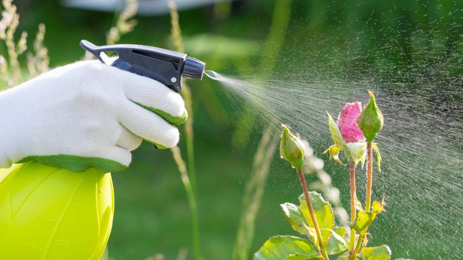 Insecticida natural para plantas