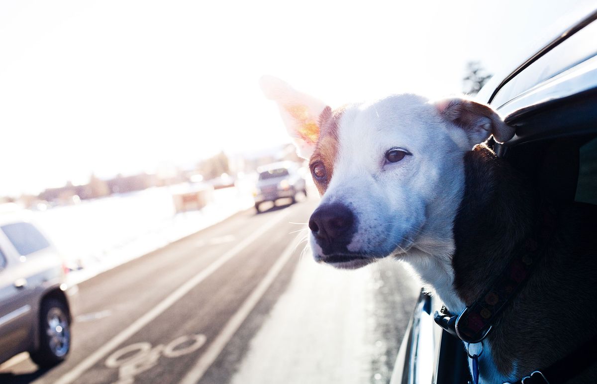 Viajar supone un estrés extra para las mascotas.
