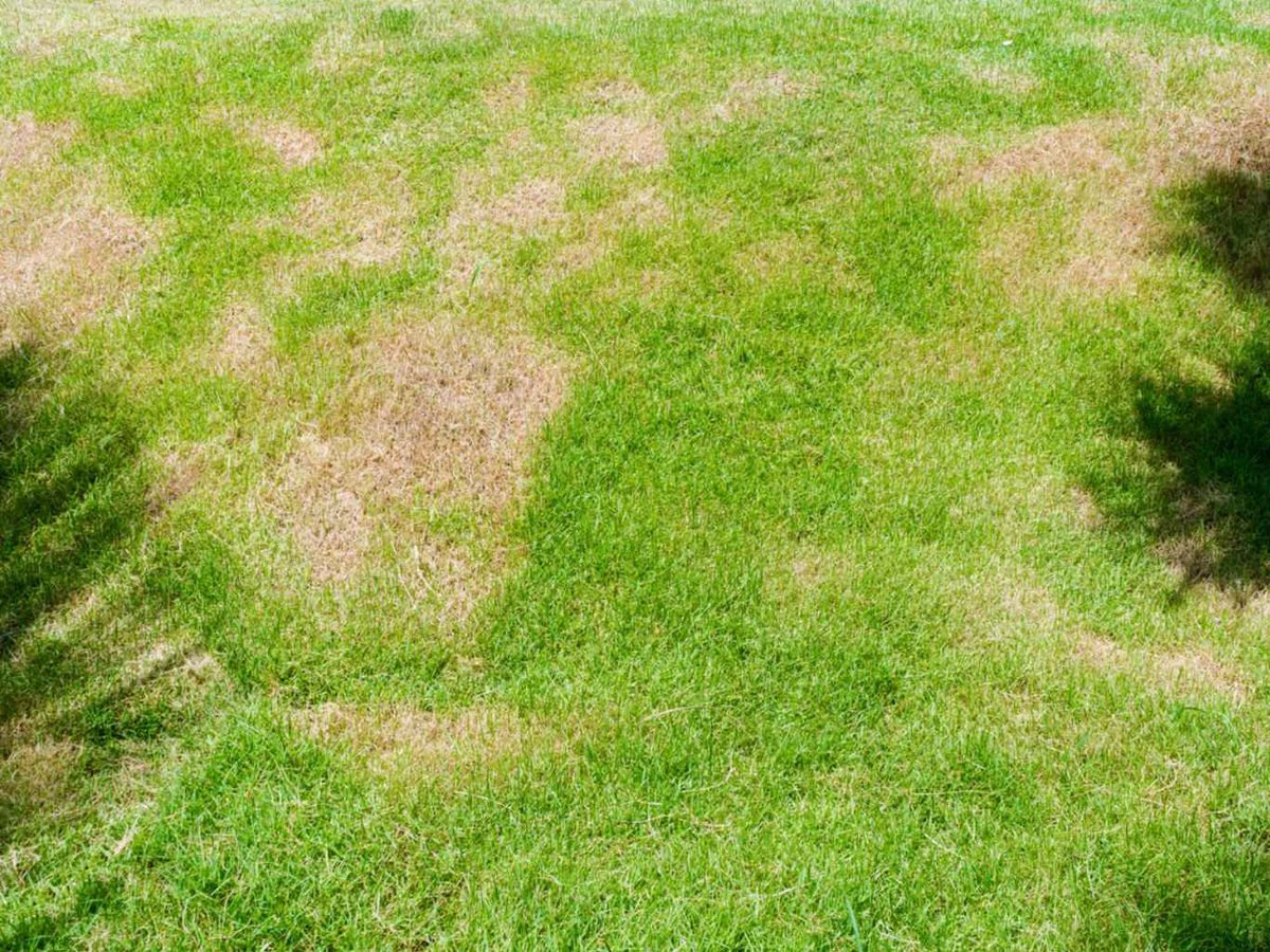 Enfermedad por nutrientes inadecuados