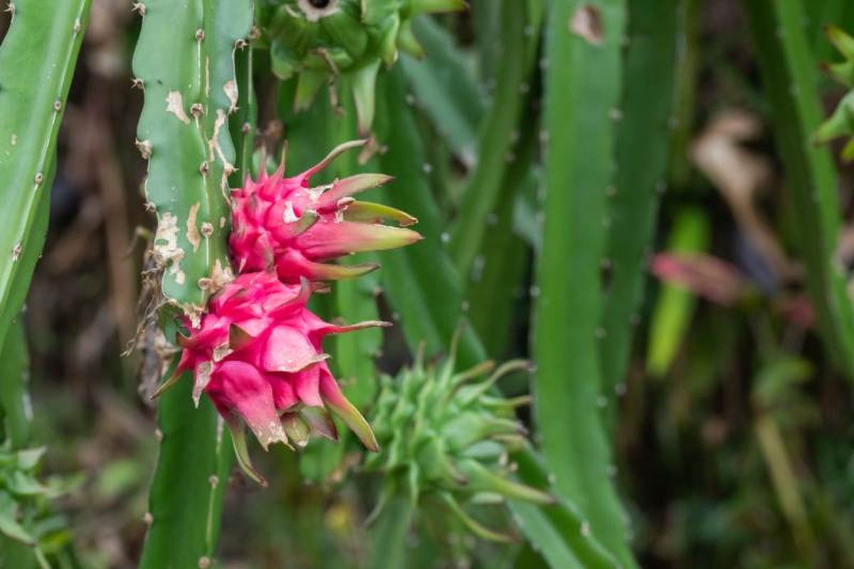 Nunca te excedas con el agua al regar la pitahaya