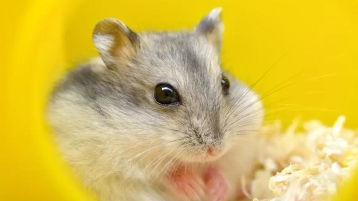 nombres para hamsters 2