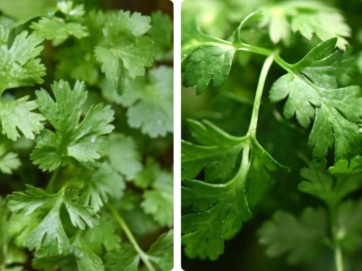 A simple vista pueden parecer iguales, pero el cilantro tiene hojas más redondeadas y un aroma más potente que el perejil.
