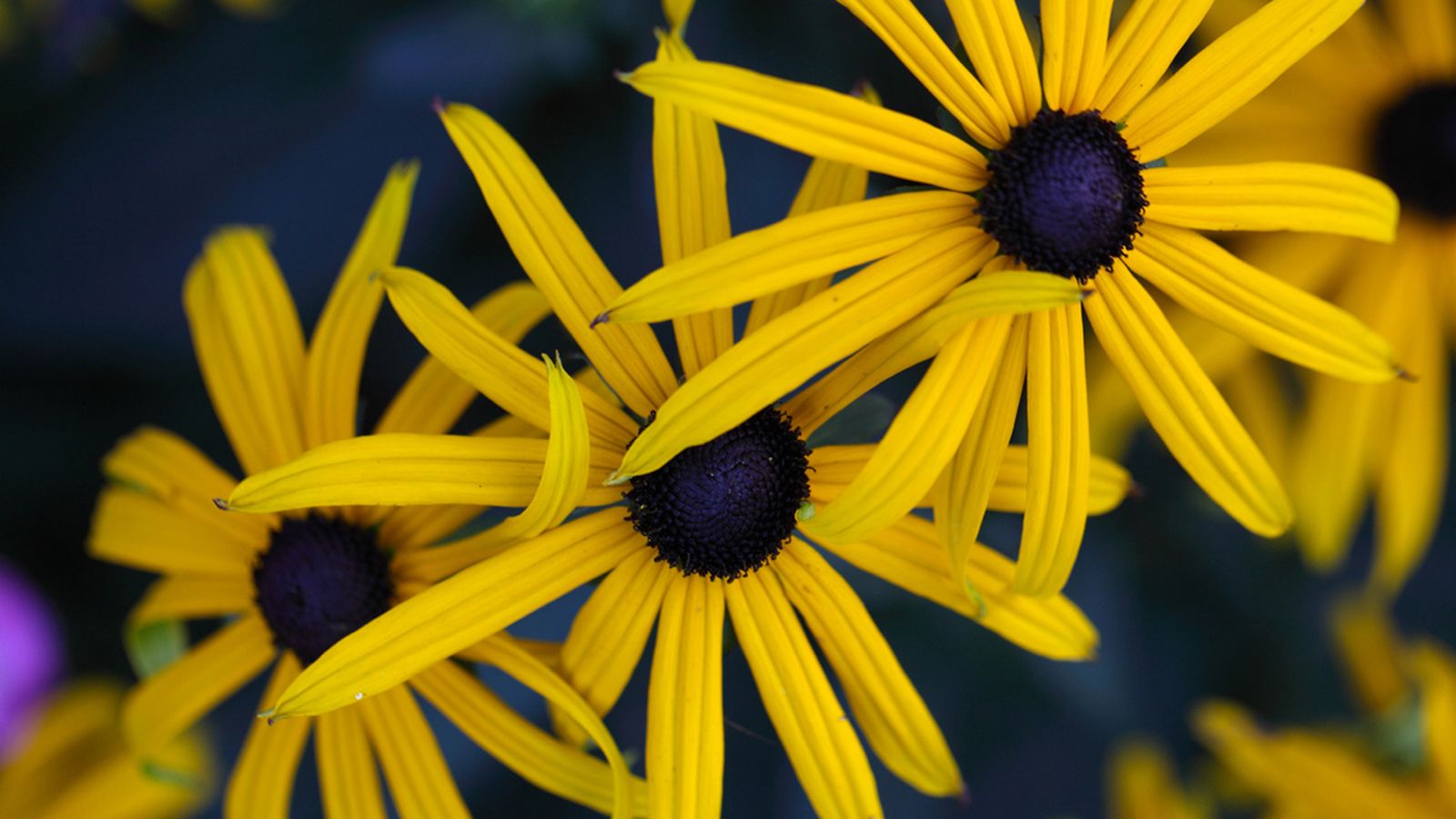 rudbeckia fulgida rudbeckia fulgida