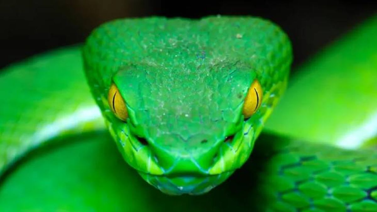 animales que empiezan por s serpiente (1)