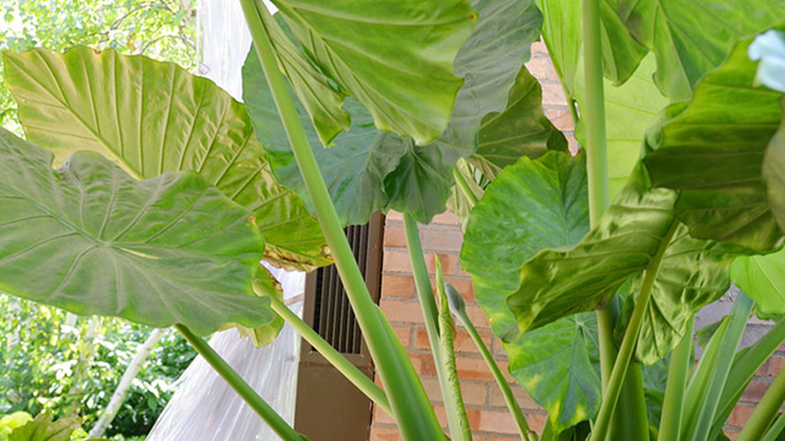 alocasia macrorrhiza marquesa planta interior y exterior hojas grandes alocasia macrorrhiza marquesa planta interior y exterior hojas grandes