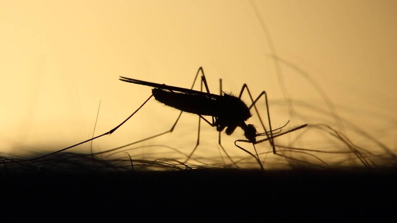 ¿Hay un mosquito en la habitacion y no lo encuentras?