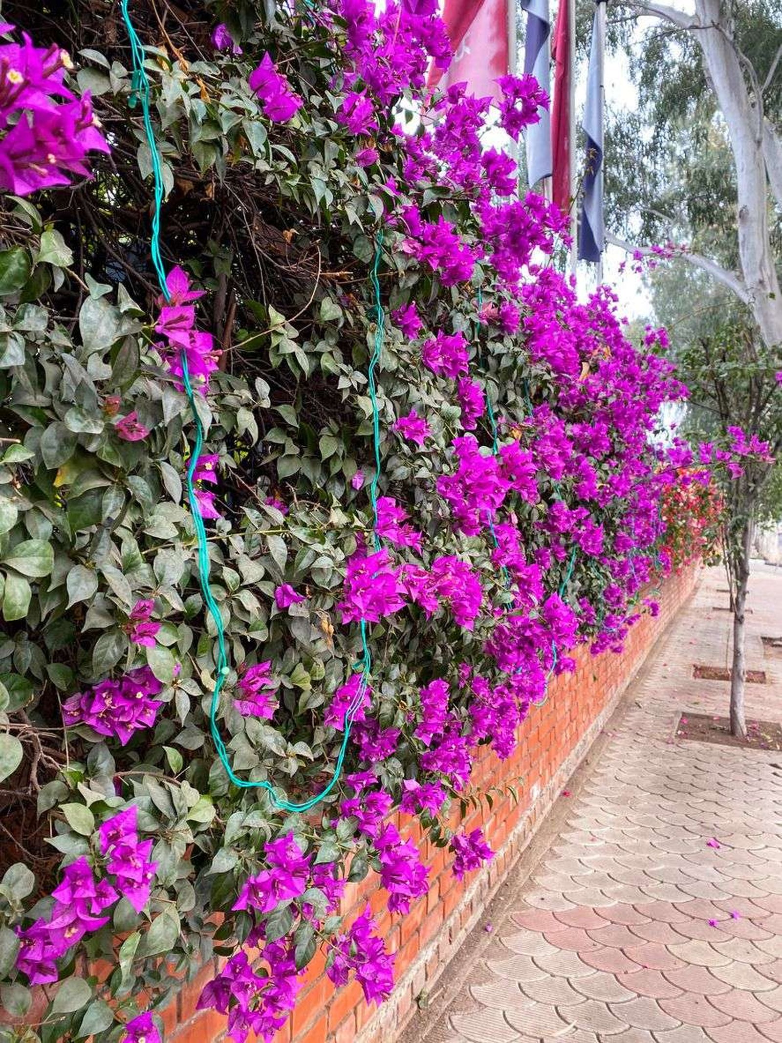 buganvilla en la pared