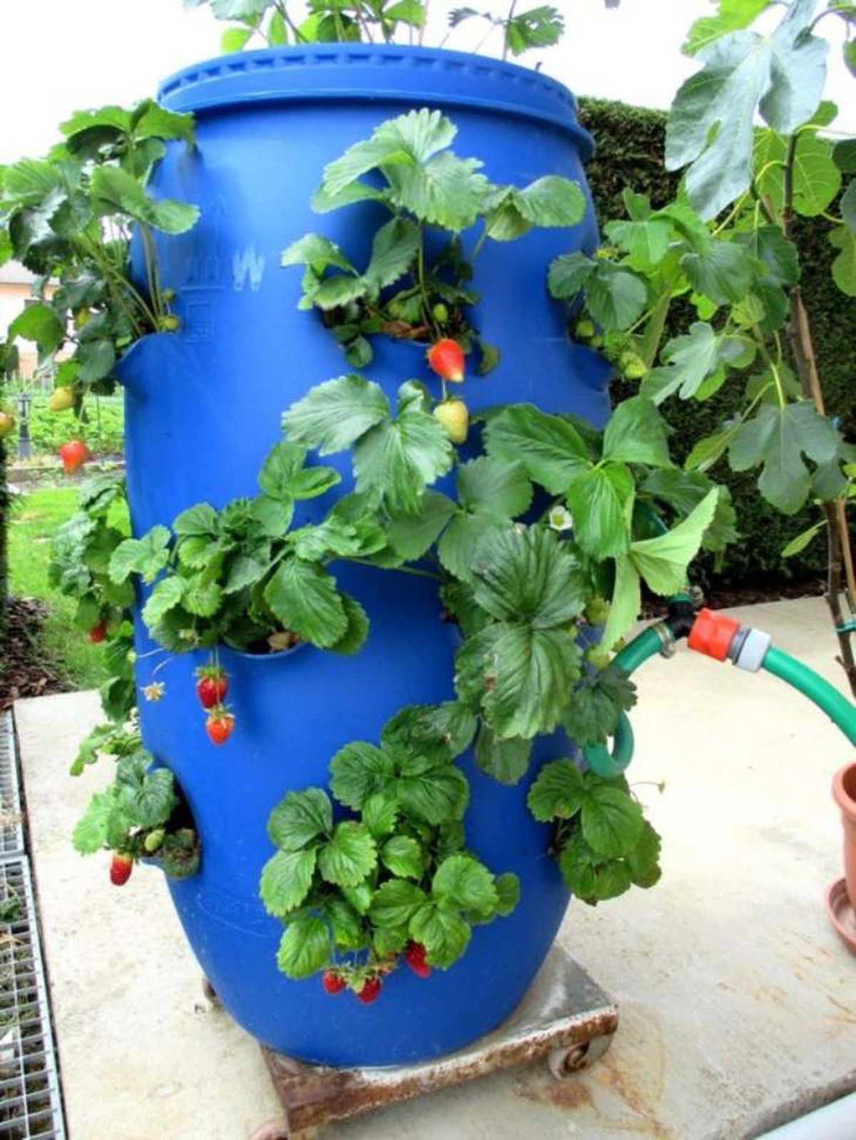 reutilizar bidones de plastico 4