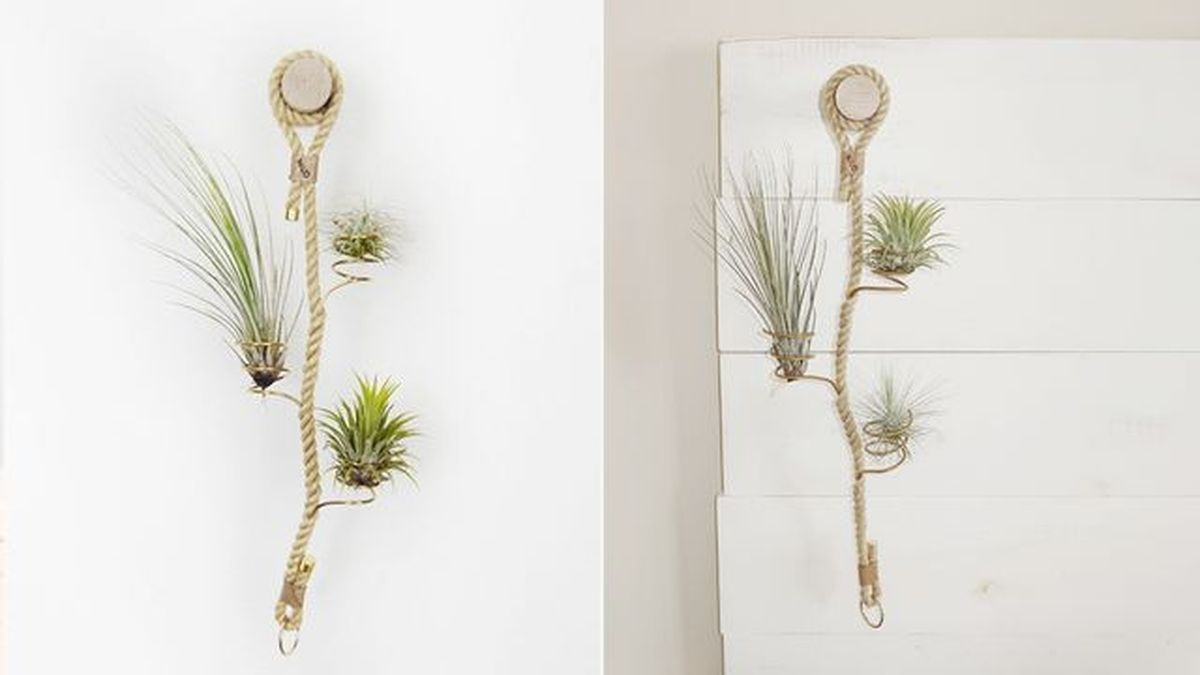 tillandsias colgandas cuerda niudbrand