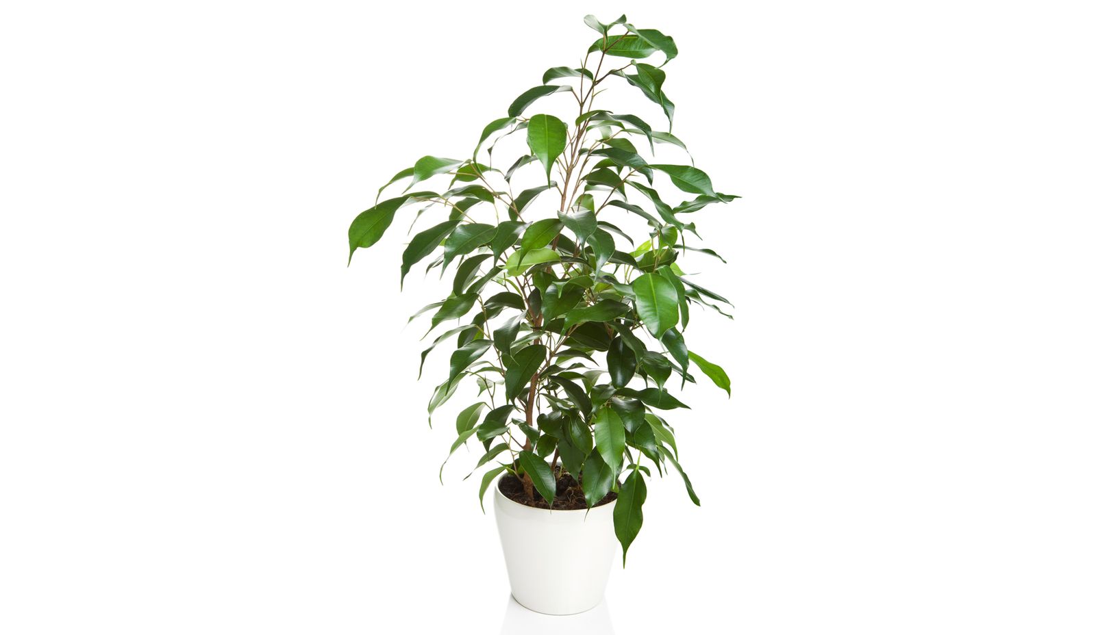 ficus benjamina xl ficus benjamina xl