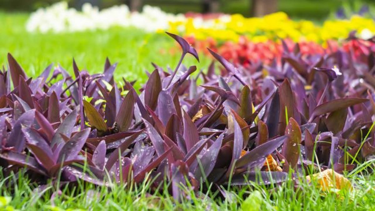 Tradescantia pallida en el jardín
