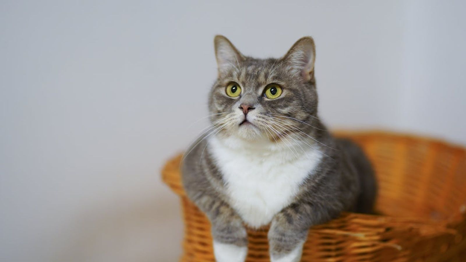Antiparasitarios para gatos