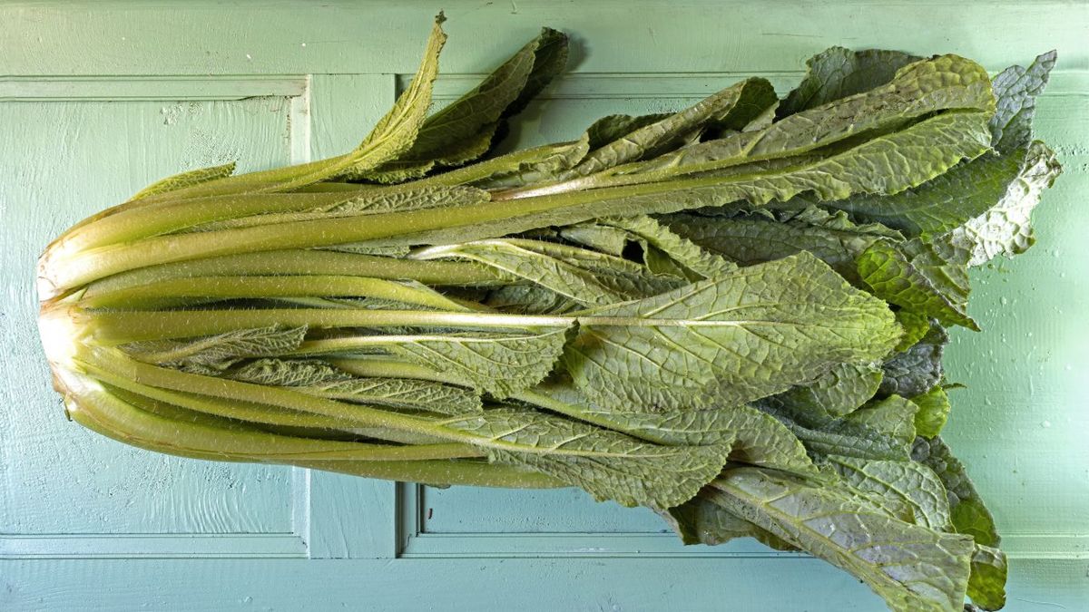 ¿Qué es la borraja?