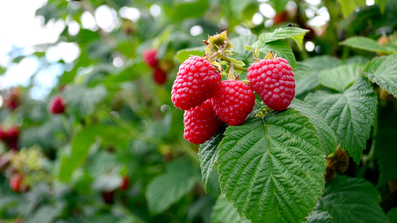 el cultivo de las frambuesas el cultivo de las frambuesas