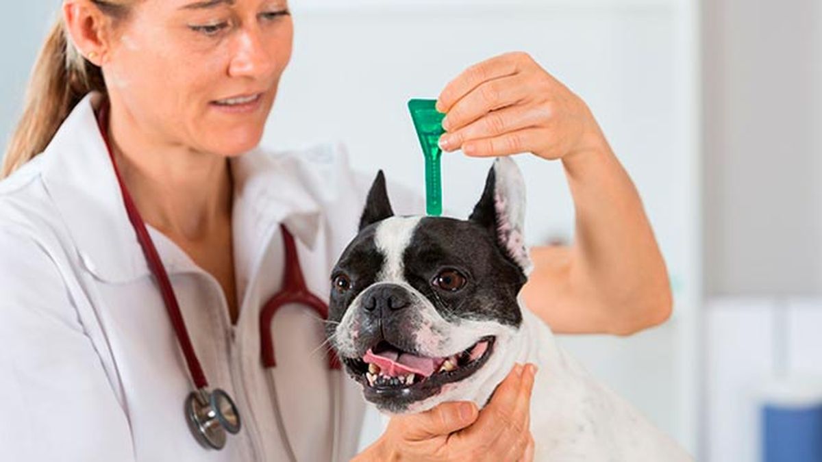 pipeta desparasitante veterinario bulldog frances
