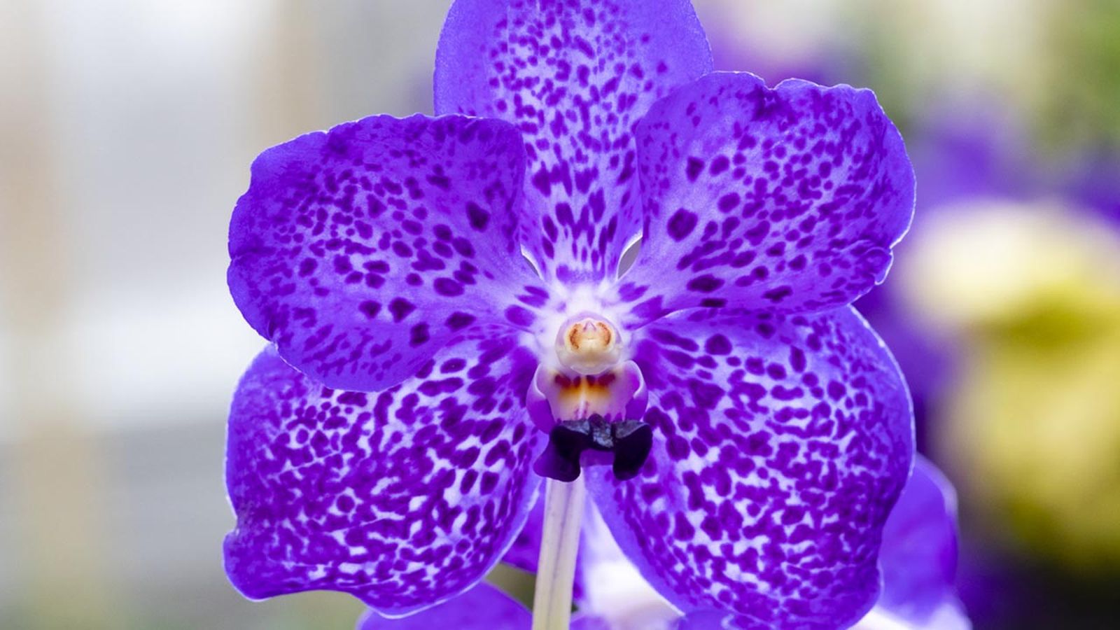 orquidea aerea vanda orquidea aerea vanda