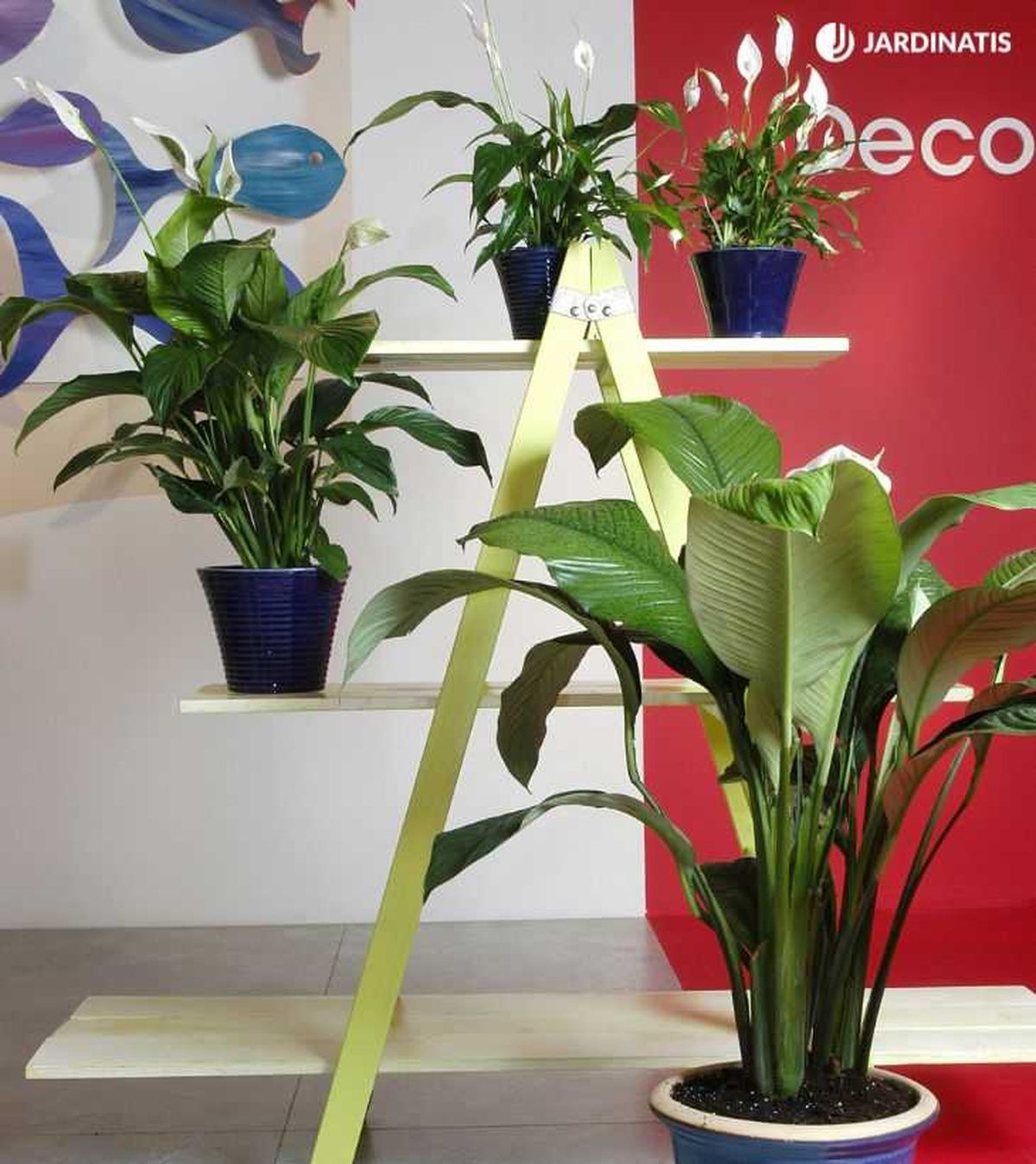 Spathiphyllum sensation spathiphyllum wallisii