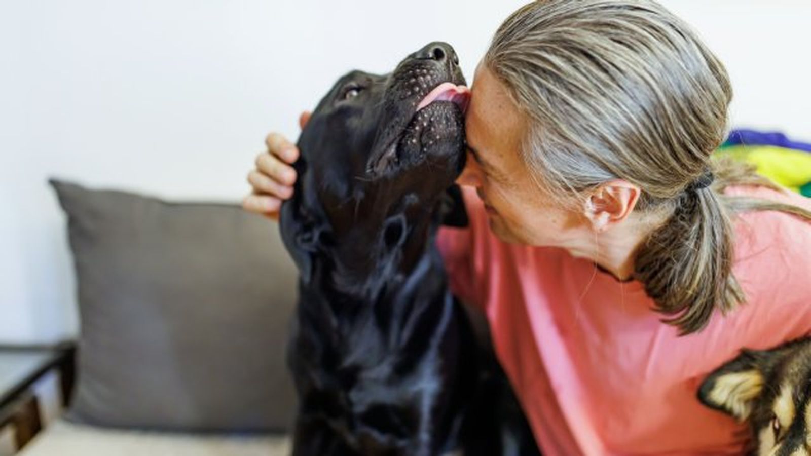 por que lamen los perros 6 por que lamen los perros 6