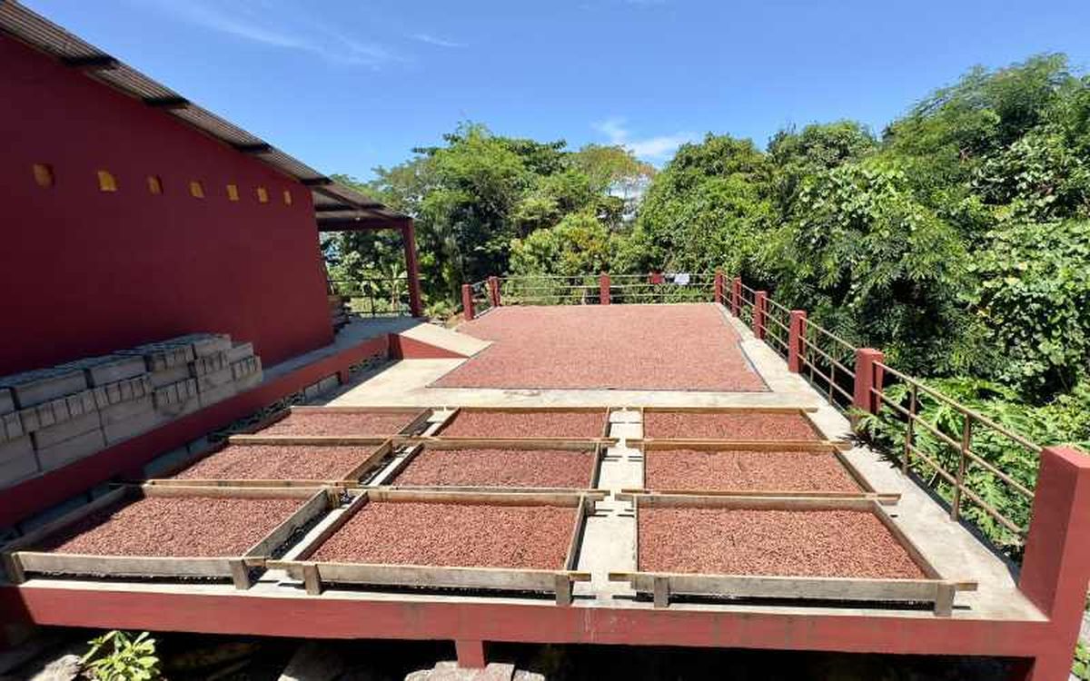 La fase de secado al sol de los granos es una de las claves en la elaboración del chocolate