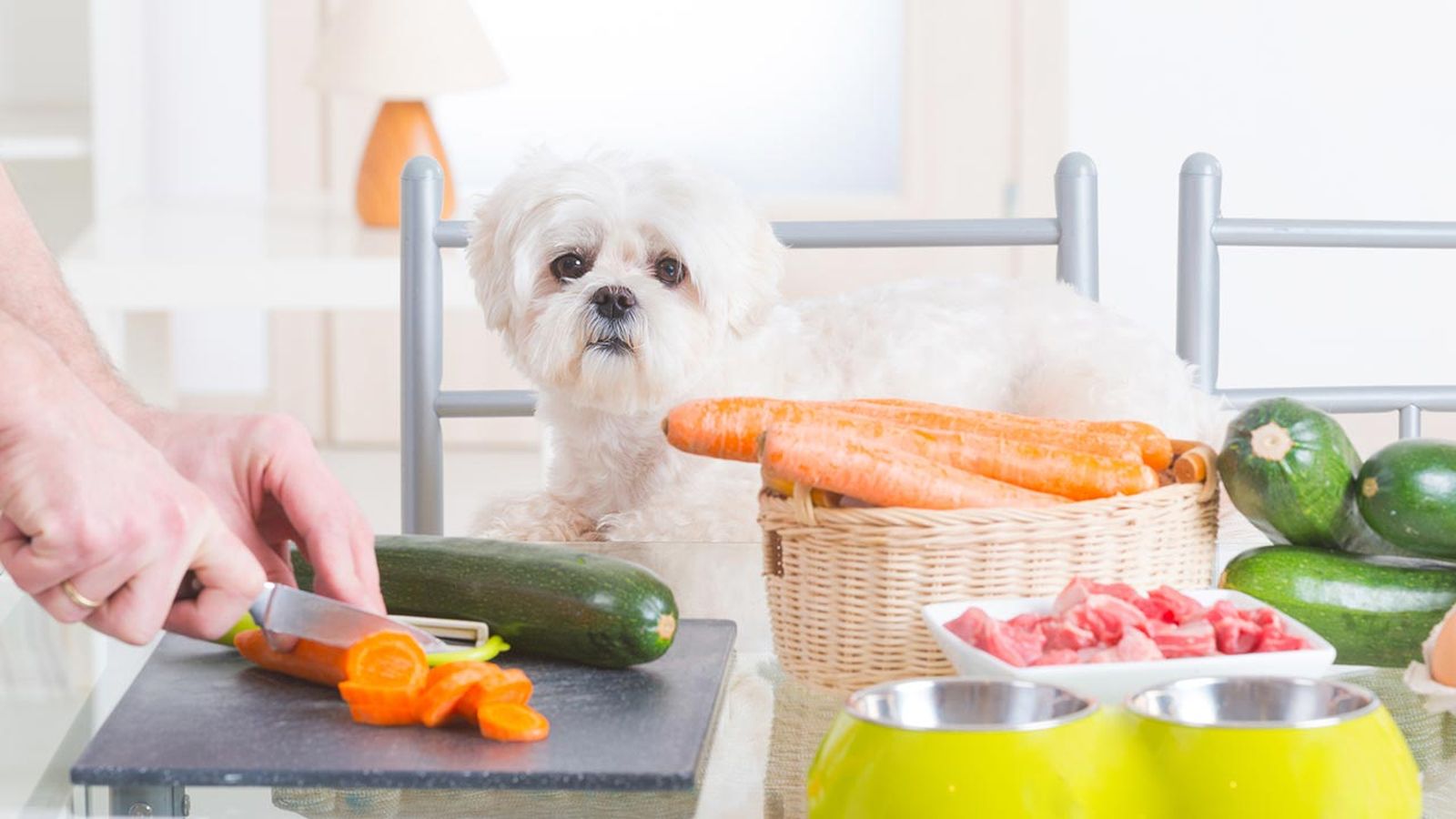 comida sostenible perros portada comida sostenible perros portada