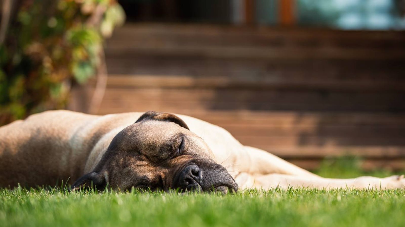 Perro durmiendo en el exterior en verano Perro durmiendo en el exterior en verano