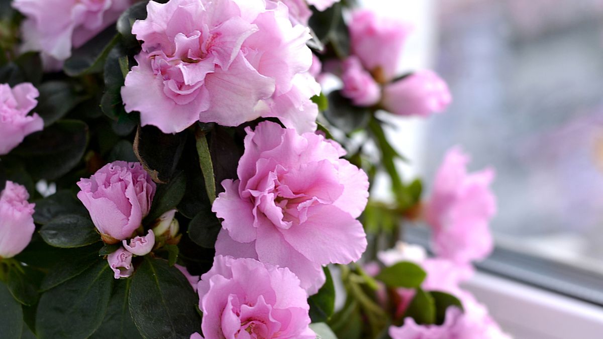 claves planta azalea