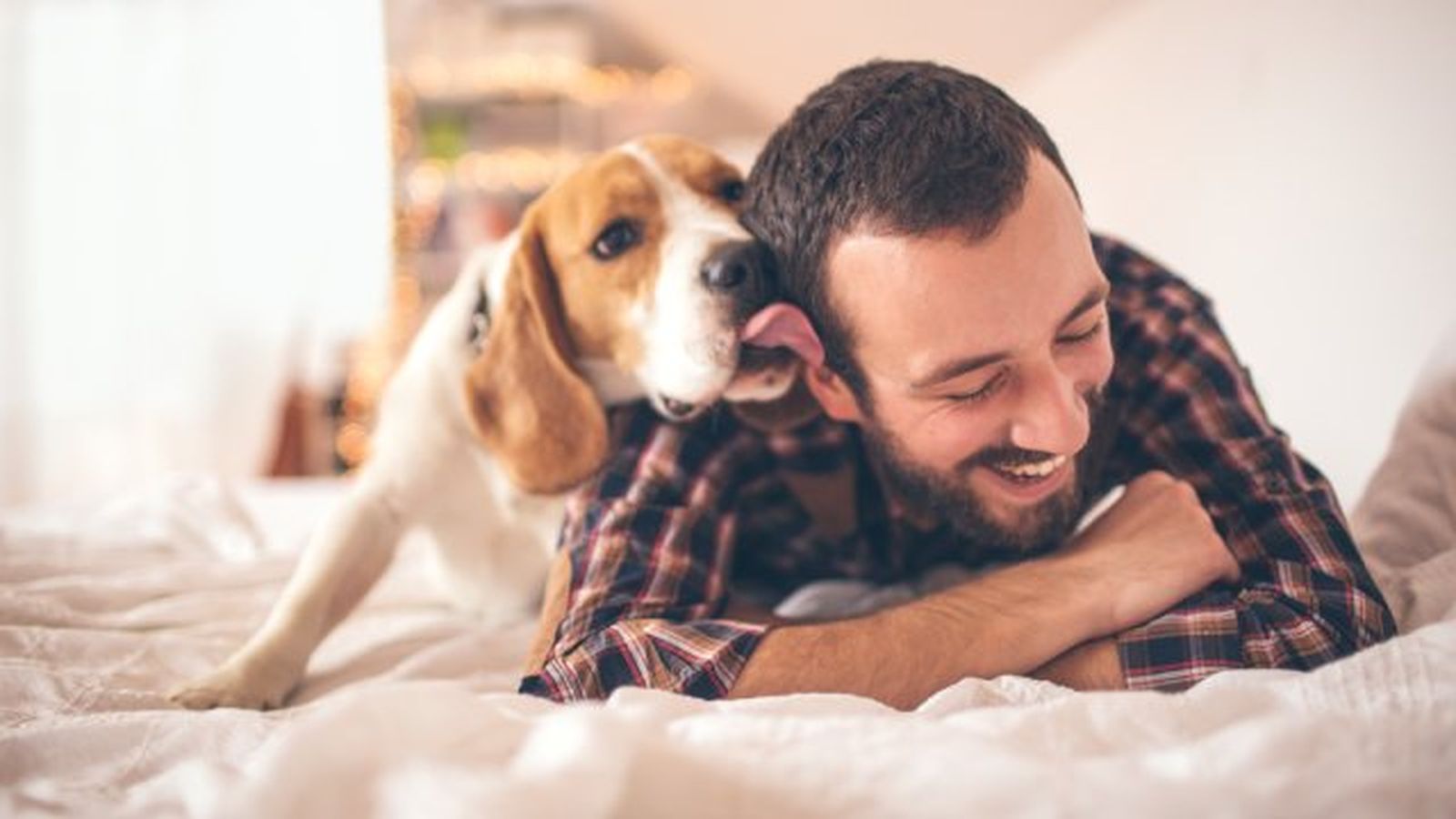 por que lamen los perros 3 por que lamen los perros 3