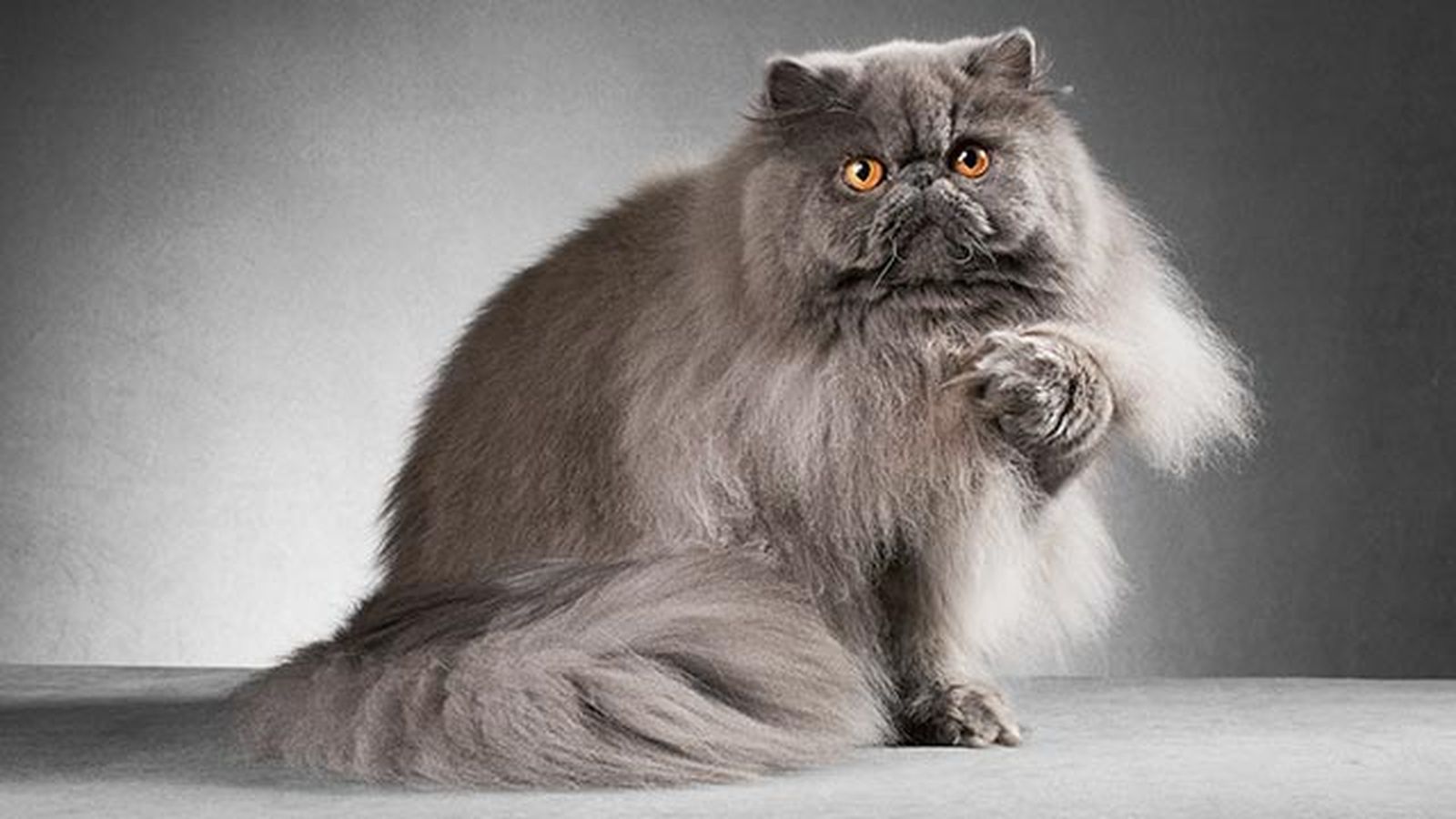 gato persa 2 gato persa 2