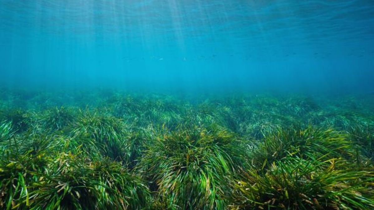 Posidonia oceanica mar mediterraneo