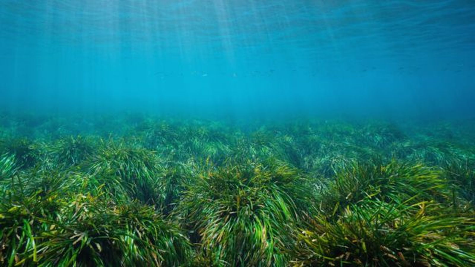 Posidonia oceanica mar mediterraneo Posidonia oceanica mar mediterraneo