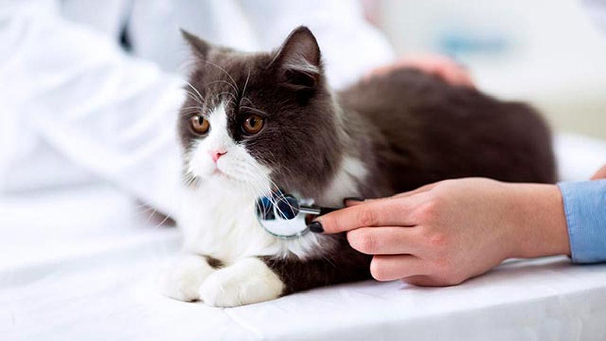 linfoma en nuestras mascotas 5