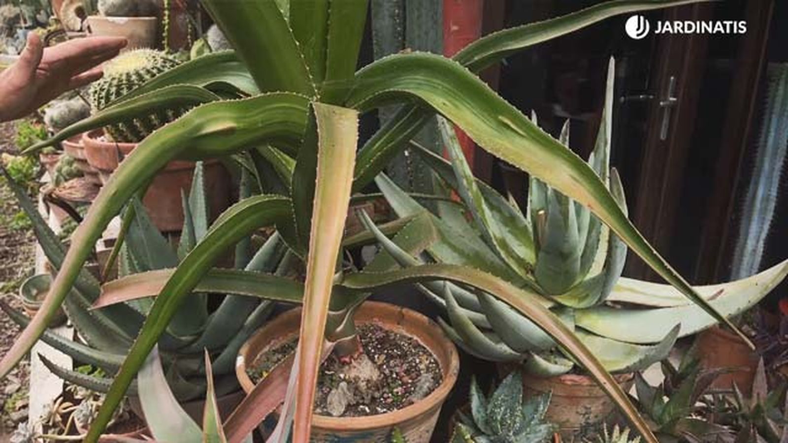 aloe arboreo coleccion inigo segurola aloe arboreo coleccion inigo segurola