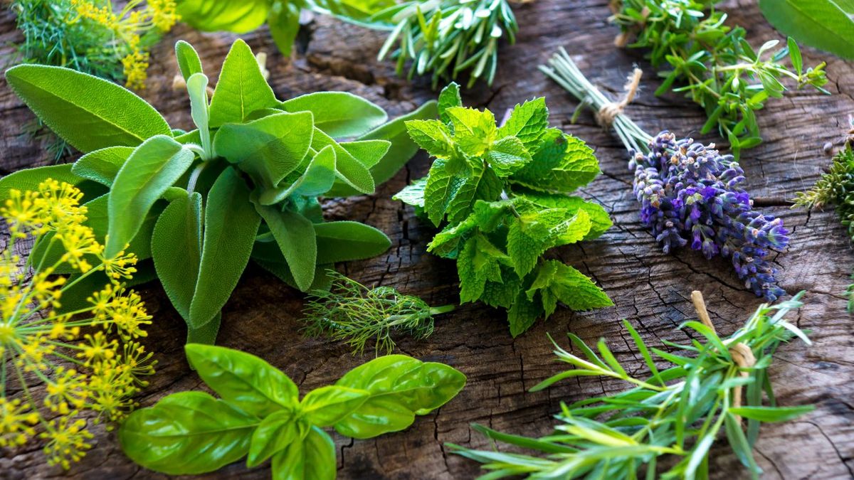 Plantas aromáticas