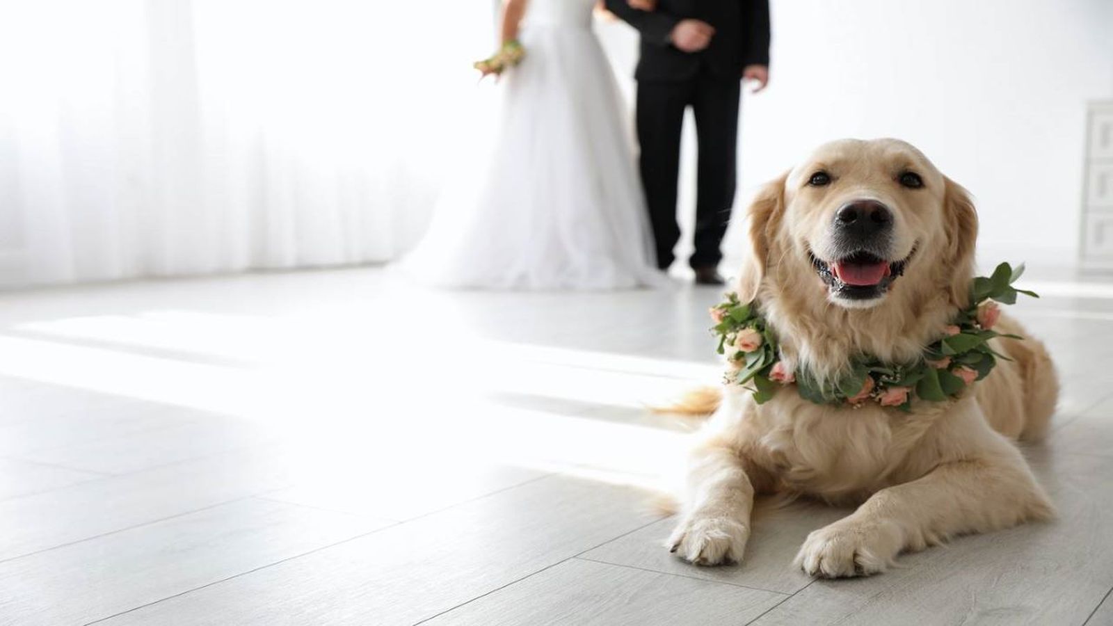 bodas perros