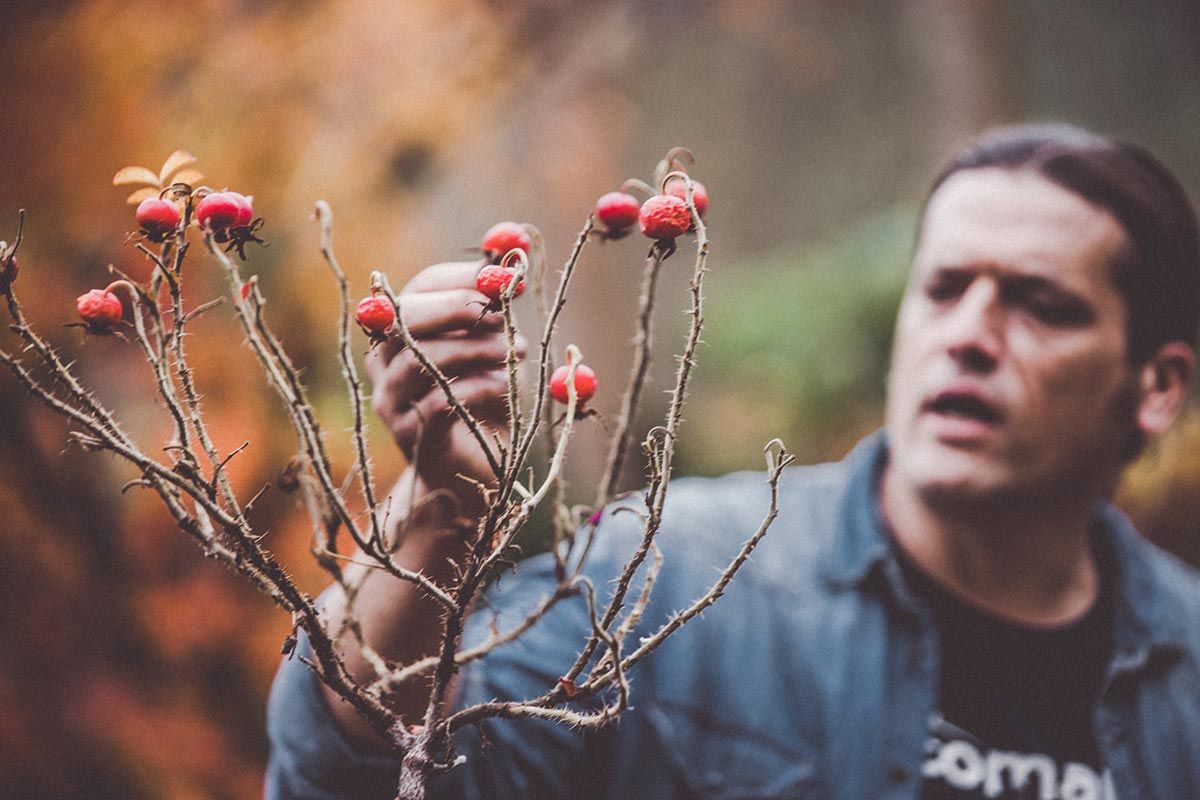 972 bayas invernales atipicas rosa rugosa