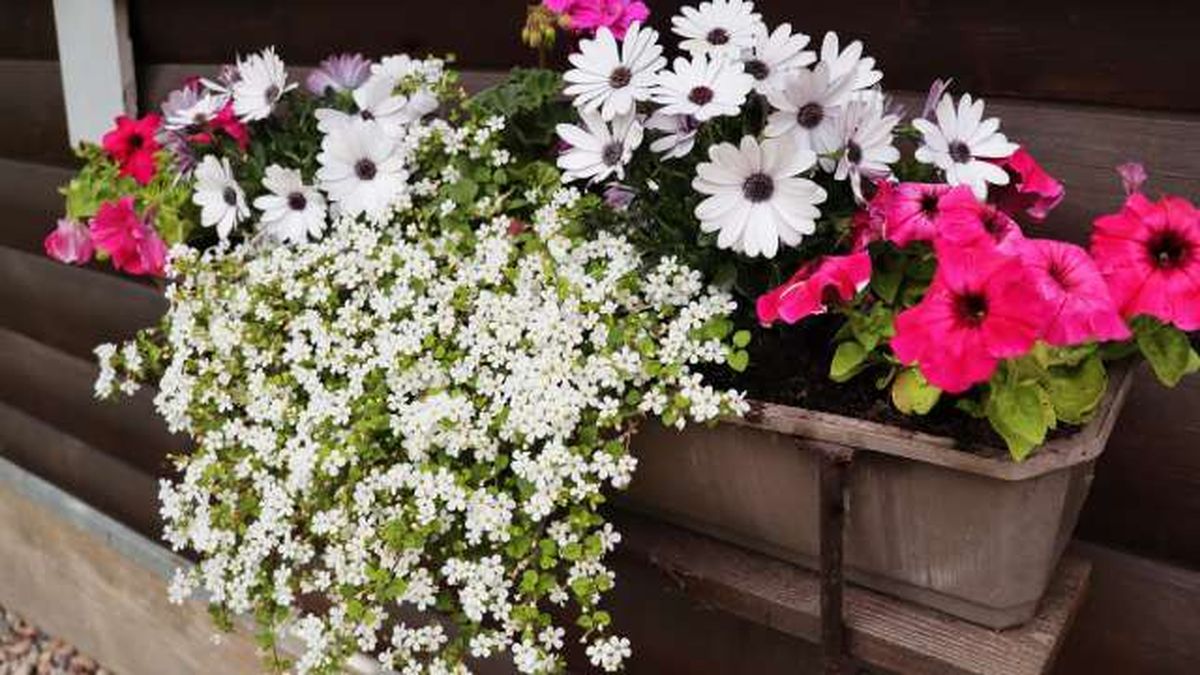 composicion flores de bacopa en el balcon