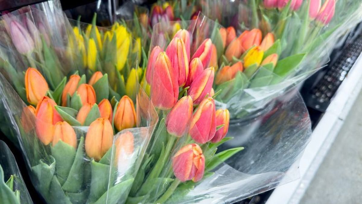 Tulipanes en supermercado.