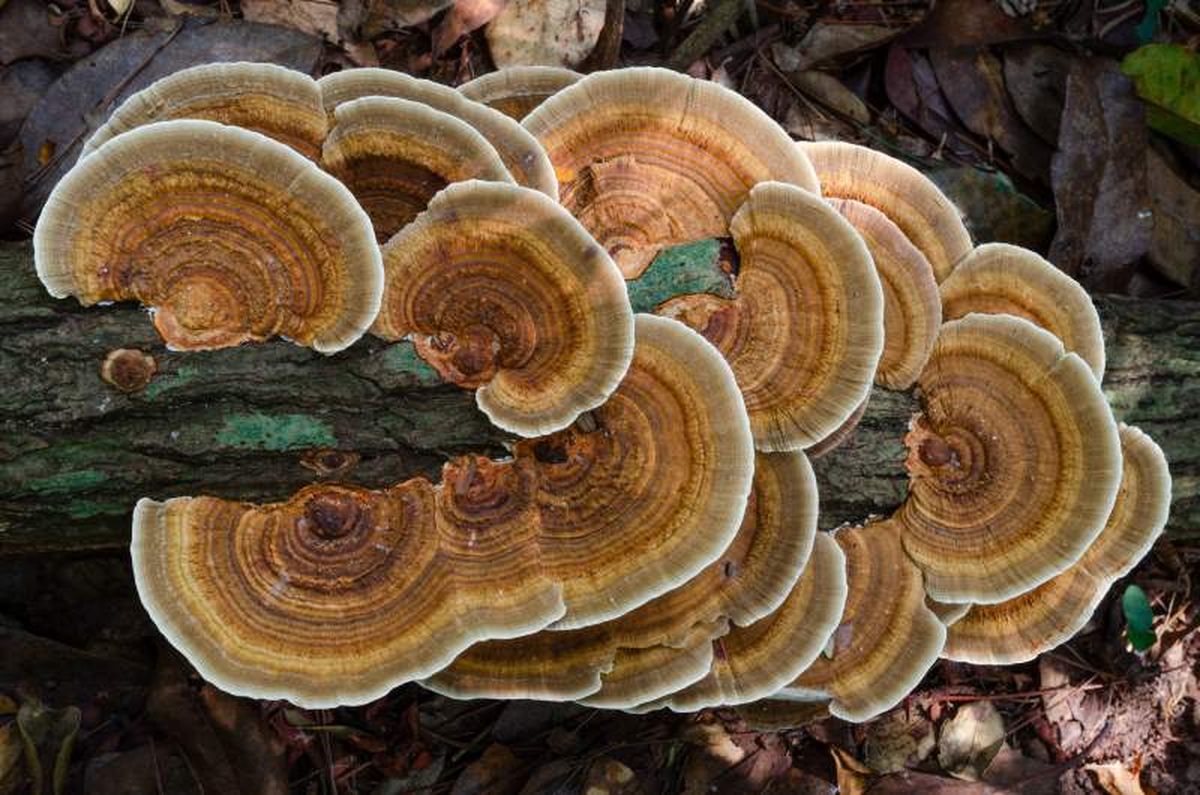 Hongo Ganoderma lucidum (saprófito)