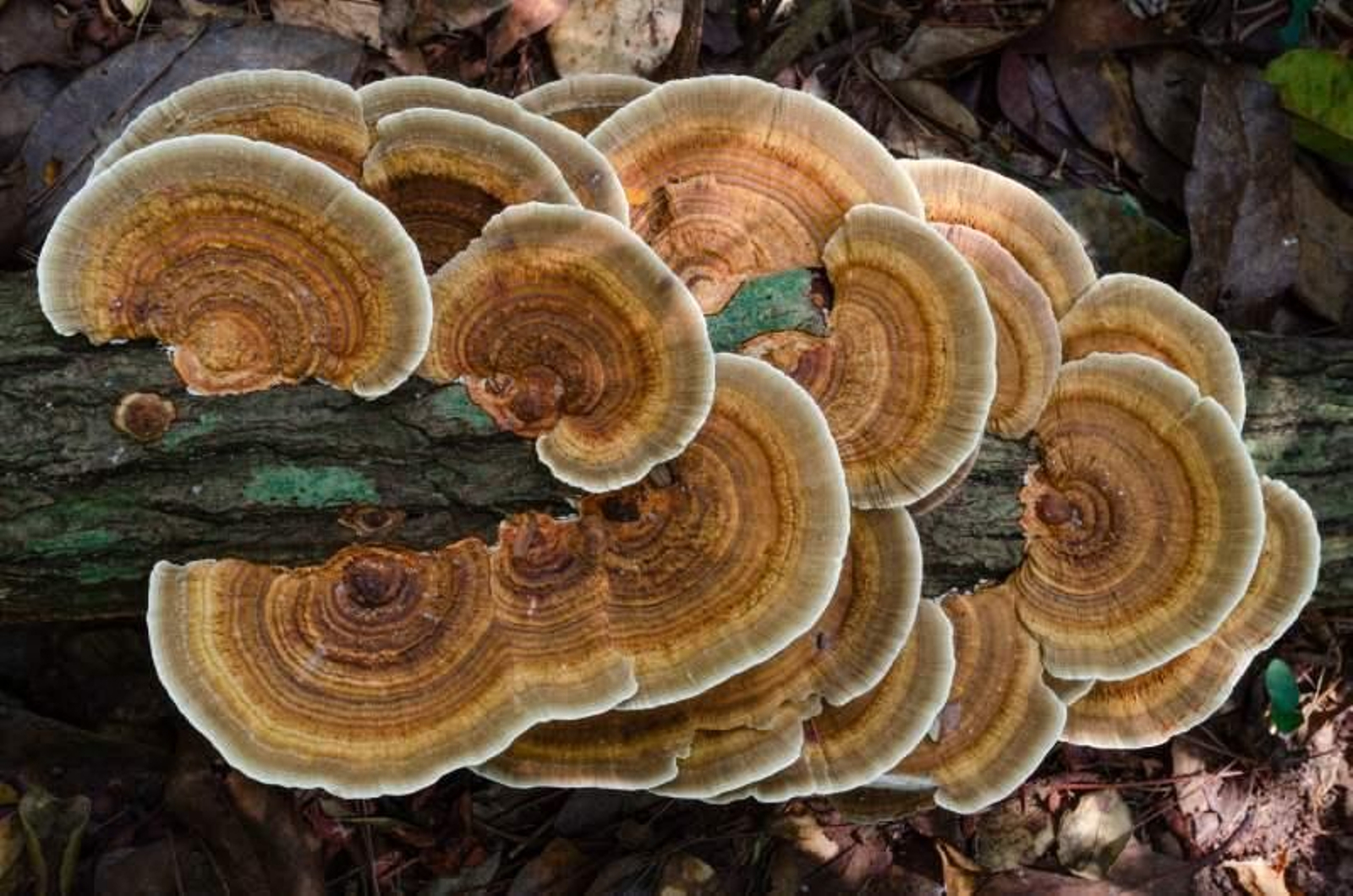 Hongo Ganoderma lucidum (saprófito) Hongo Ganoderma lucidum (saprófito)