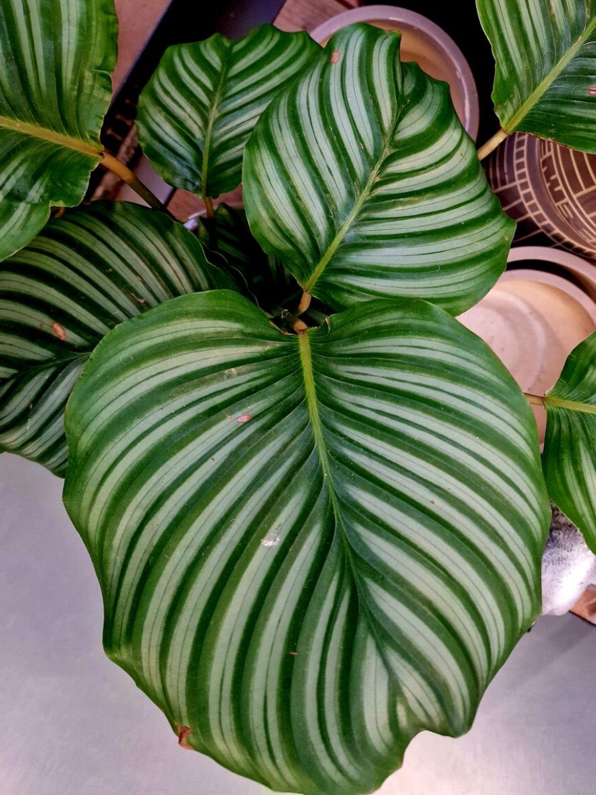 hojas de calathea orbifolia