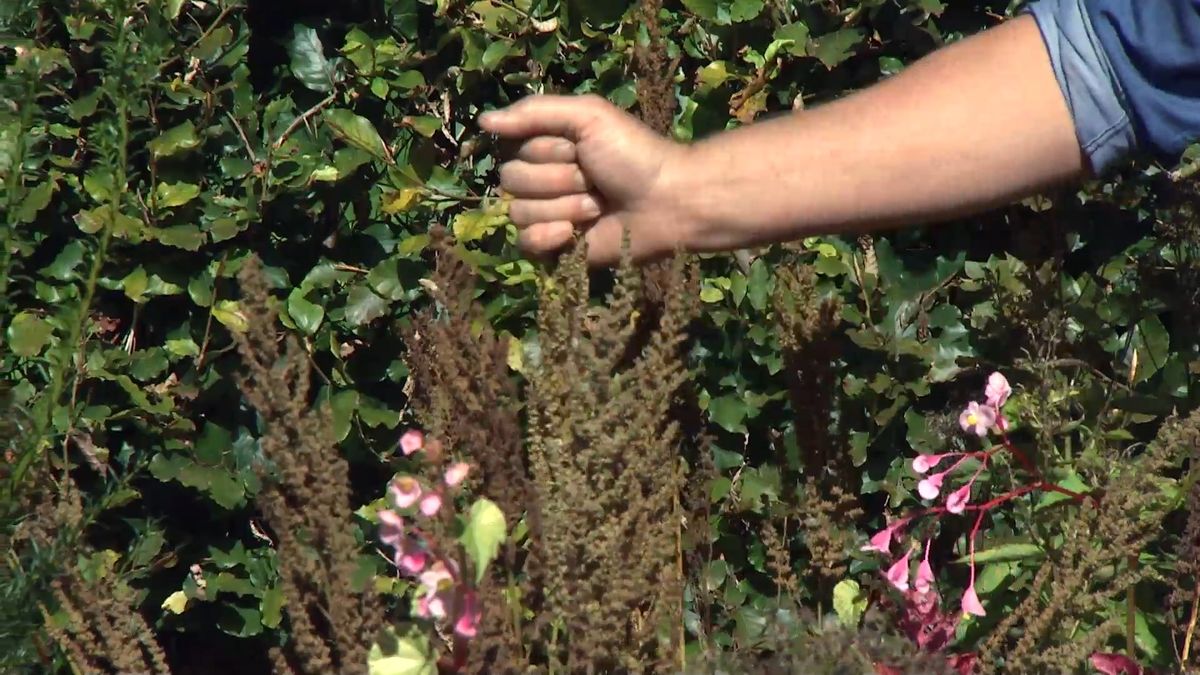 deko0706 jardin otono tonos rosas astilbes