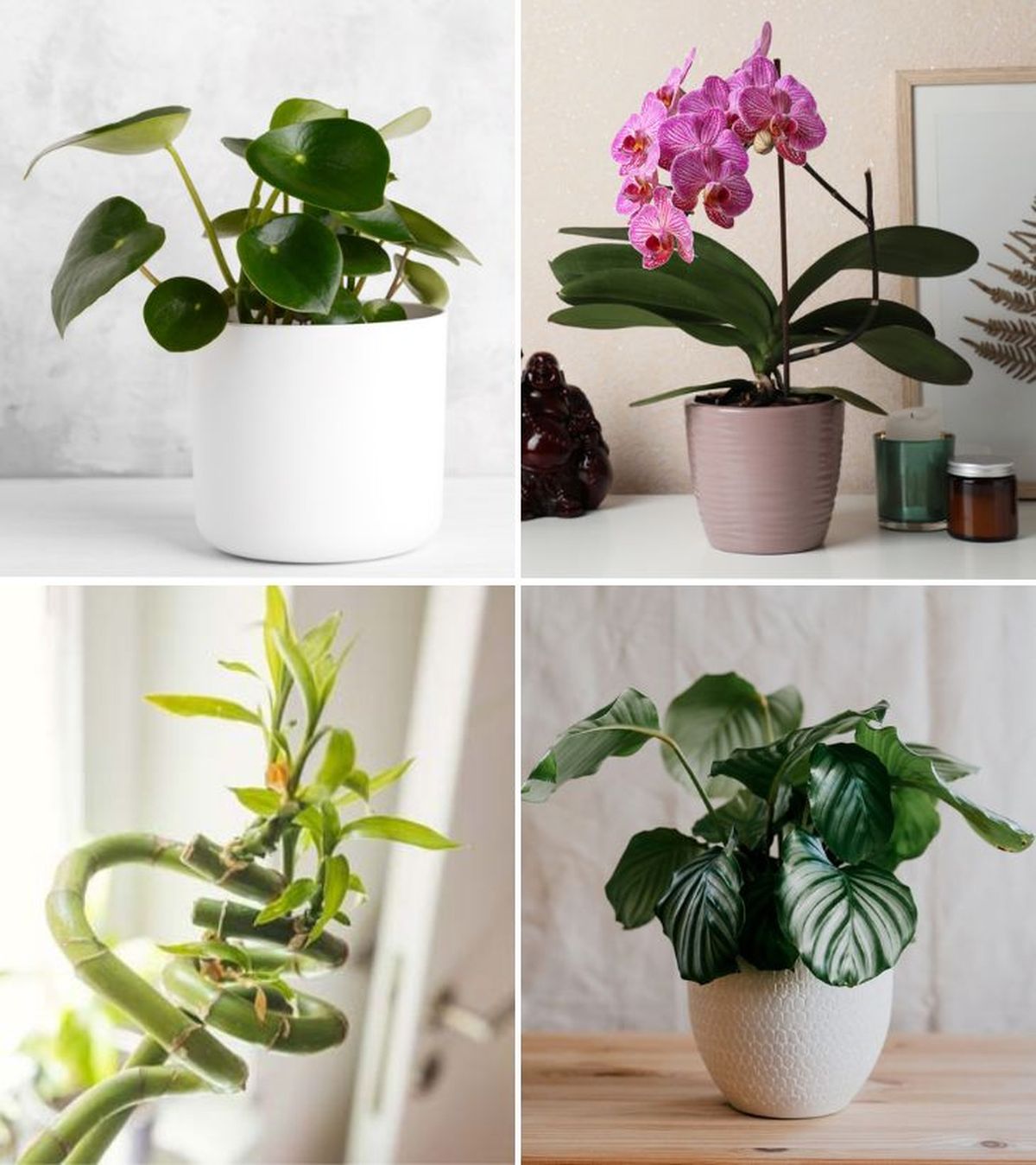 Peperomia polybotrya orquidea phalaenopsis bambu de la suerte calathea orbifolia plantas de interior
