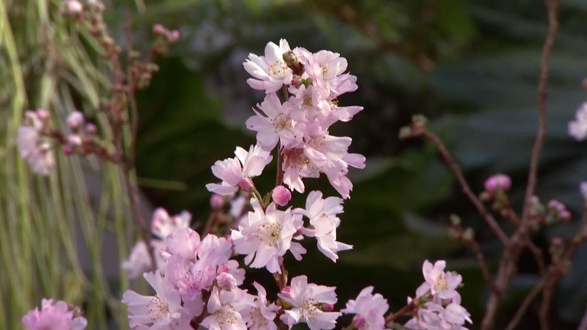 deco 0640 jardineria cuidados plantas interior invierno florecen invierno