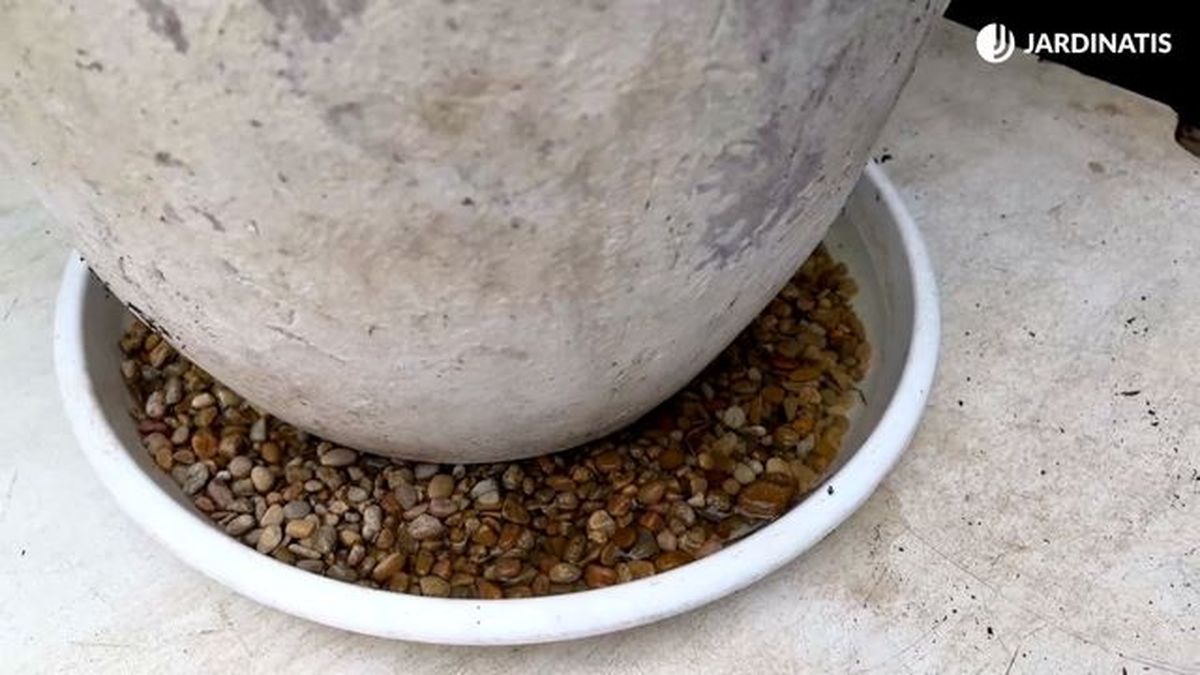 Truco para aportar humedad a la planta