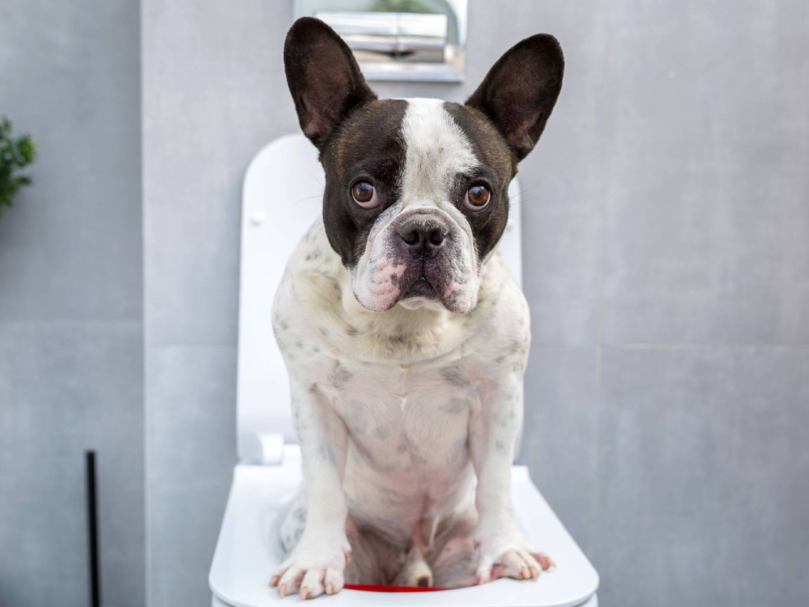 Los perros también pueden desarrollar alergias a ciertos ingredientes. Los perros también pueden desarrollar alergias a ciertos ingredientes.