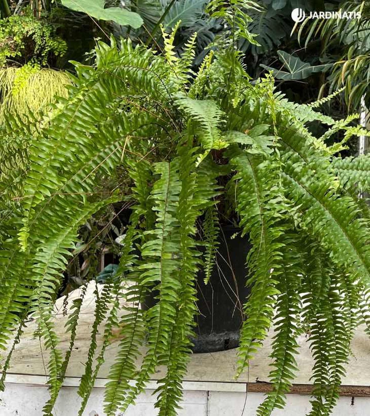 El Helecho de Boston puede alcanzar bastante envergadura cultivado en las mejores condiciones